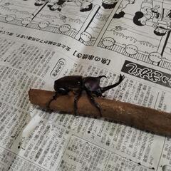 カブトムシペアの画像