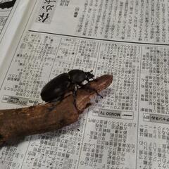 カブトムシペアの画像