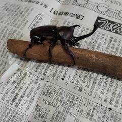 カブトムシペアの画像
