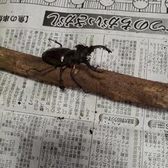 特大サイズ　ミヤマクワガタ♂