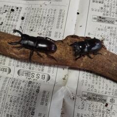 アカアシクワガタ　ペアの画像