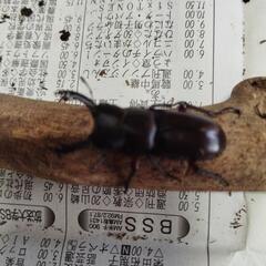 アカアシクワガタ　ペアの画像