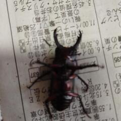 アカアシクワガタ　ペアの画像