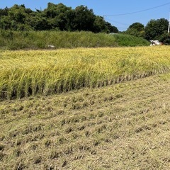 一旦中断します。令和６年度コシヒカリ無農薬新米！