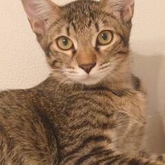 仔猫の里親募集しています!【譲渡調整中の為、一時受付停止しています】