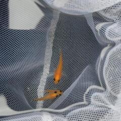 元気なメダカの画像