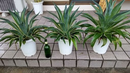 観葉植物アガペ鉢植え