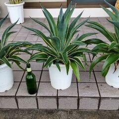 観葉植物アガペ鉢植え