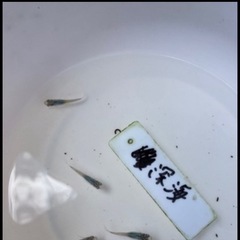 深海メダカの稚魚（1センチ〜前後）10匹700円です！ お陰様で...