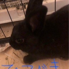 うさぎのひびきくん