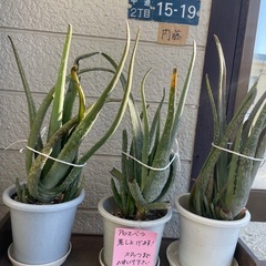アロエベラ鉢植あげます
