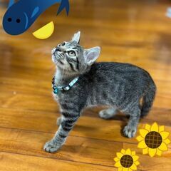 ９月16日（月）㊗️祭日　㊗️三鷹で猫の譲渡会㊗️キジトラの女の...