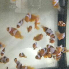 熱帯魚　海水魚 ペルクラ  2～3cm