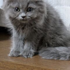 チンチラシルバー(ペルシャ)3ヶ月