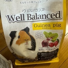 モルモット　セットの画像