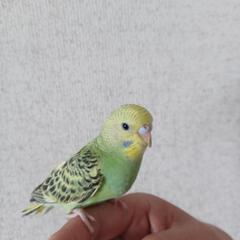 セキセイインコ2羽里親募集、たぶん決まりました。