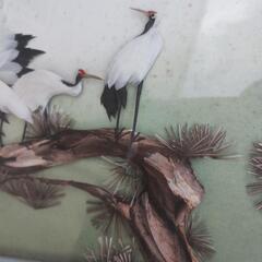 高風　鶴の画像