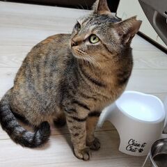 急募‼保護猫メス猫手術済み終生飼育して下さる里親様を求めております‼