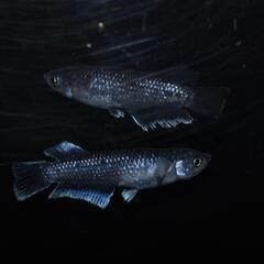 ミッドナイトフリル体外光×ミッドナイトフリルラメタイプ　若魚1ペア