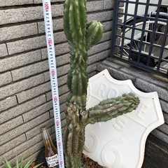 岩石獅子　綴化　柱サボテン　セレウスの画像