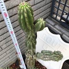 岩石獅子　綴化　柱サボテン　セレウスの画像