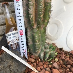 岩石獅子　綴化　柱サボテン　セレウスの画像