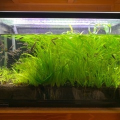 ドクターフィッシュ（温泉などの足湯にいる魚）の画像