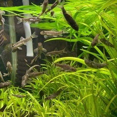 ドクターフィッシュ（温泉などの足湯にいる魚）の画像