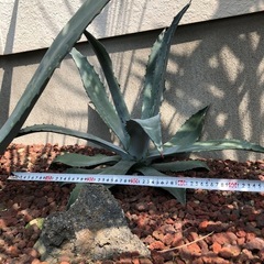 アガベ　リュウゼツラン　アメリカーナ　竜舌蘭   大株　ドライガーデン　観葉植物の画像
