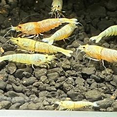 白ビーシュリンプ 10匹の画像