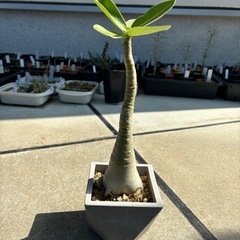 【塊根植物】アデニウム