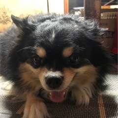 チワワ　8歳　ココちゃん