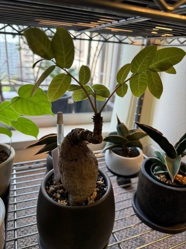 塊根植物、ビカクシダ
