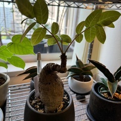 塊根植物、ビカクシダの画像
