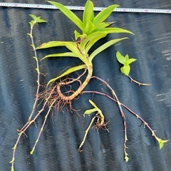 ＊カリシアフレグレンス 観葉植物の画像