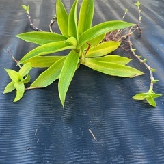 ＊カリシアフレグレンス 観葉植物の画像