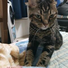 保護猫