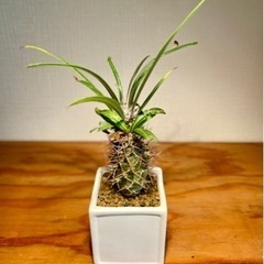 アフリカ原産パキポディウム！超個性的！ヘンテコな塊根植物！スクエア陶器鉢付きの画像