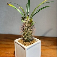 アフリカ原産パキポディウム！超個性的！ヘンテコな塊根植物！スクエア陶器鉢付きの画像