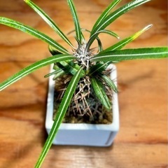 アフリカ原産パキポディウム！超個性的！ヘンテコな塊根植物！スクエア陶器鉢付きの画像