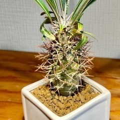 アフリカ原産パキポディウム！超個性的！ヘンテコな塊根植物！スクエア陶器鉢付きの画像