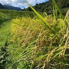 取引者決定！香美町産コシヒカリ白米(10kg)