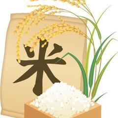 ★令和6年産★新米コシヒカリ