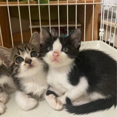 3匹里親様決まりました。ハチワレのピノ❣️キジ白のチョコ❣️パス...