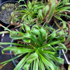 食虫植物　モウセンゴケ　観葉植物の画像