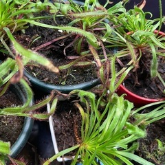 食虫植物　モウセンゴケ　観葉植物の画像