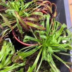 食虫植物　モウセンゴケ　観葉植物の画像