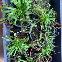 食虫植物　モウセンゴケ　観葉植物