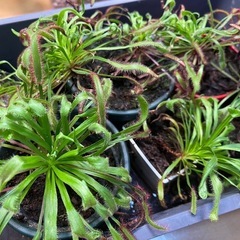 食虫植物　モウセンゴケ　観葉植物の画像