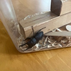 コクワガタ　オス1匹　ケース付き